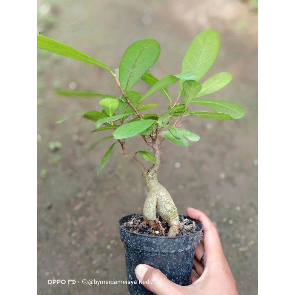 tanaman ficus retusa