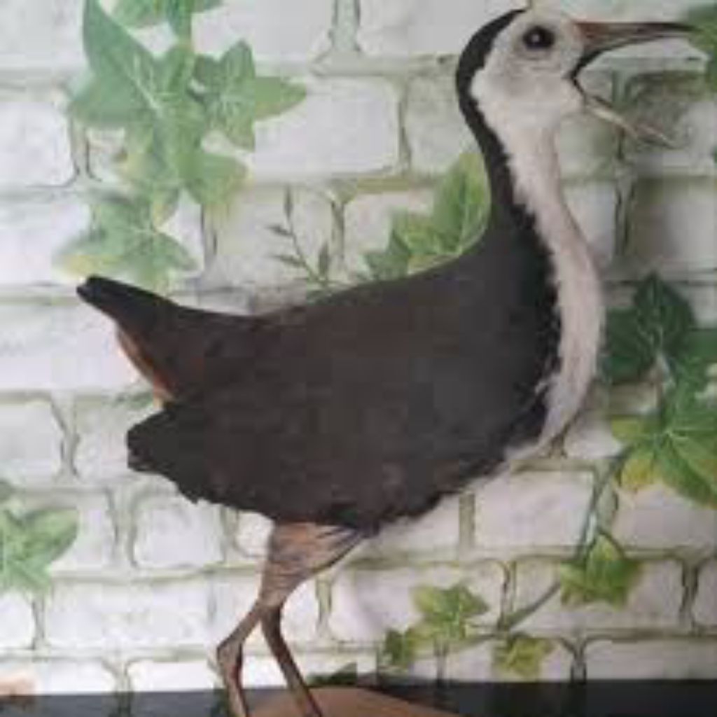 Jontrot ruak ruak asli