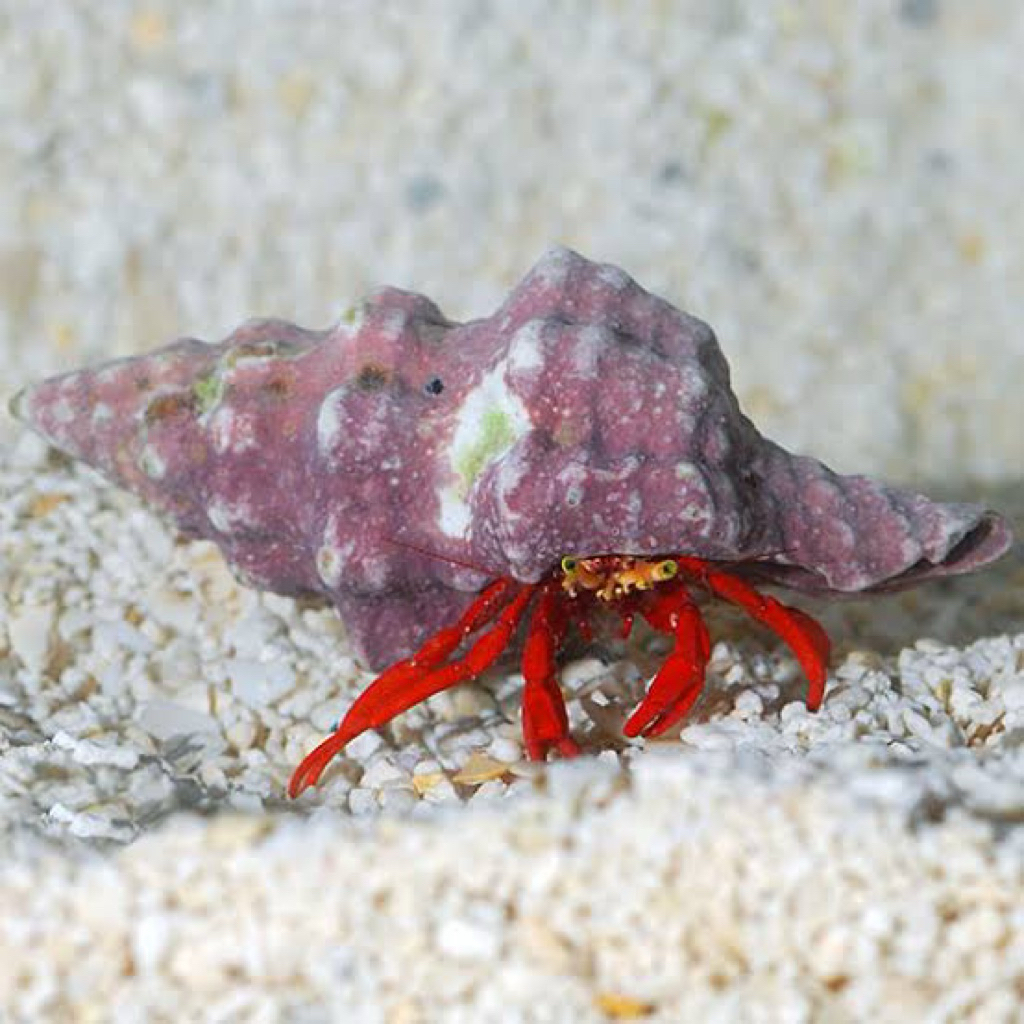 Red leg hermit crab / kelomang laut kaki merah
