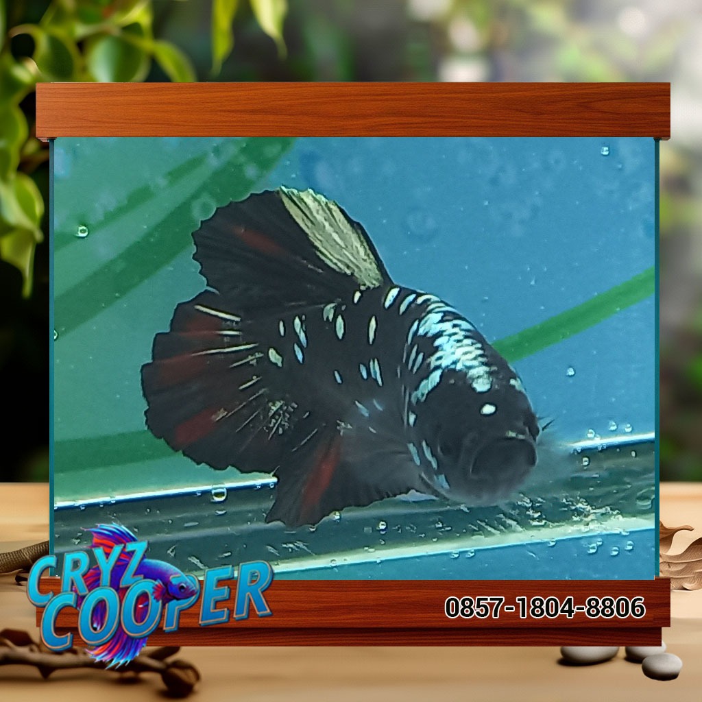 KOLEKTOR ITEM Ikan Cupang Plakat AVATAR RED COOPER
