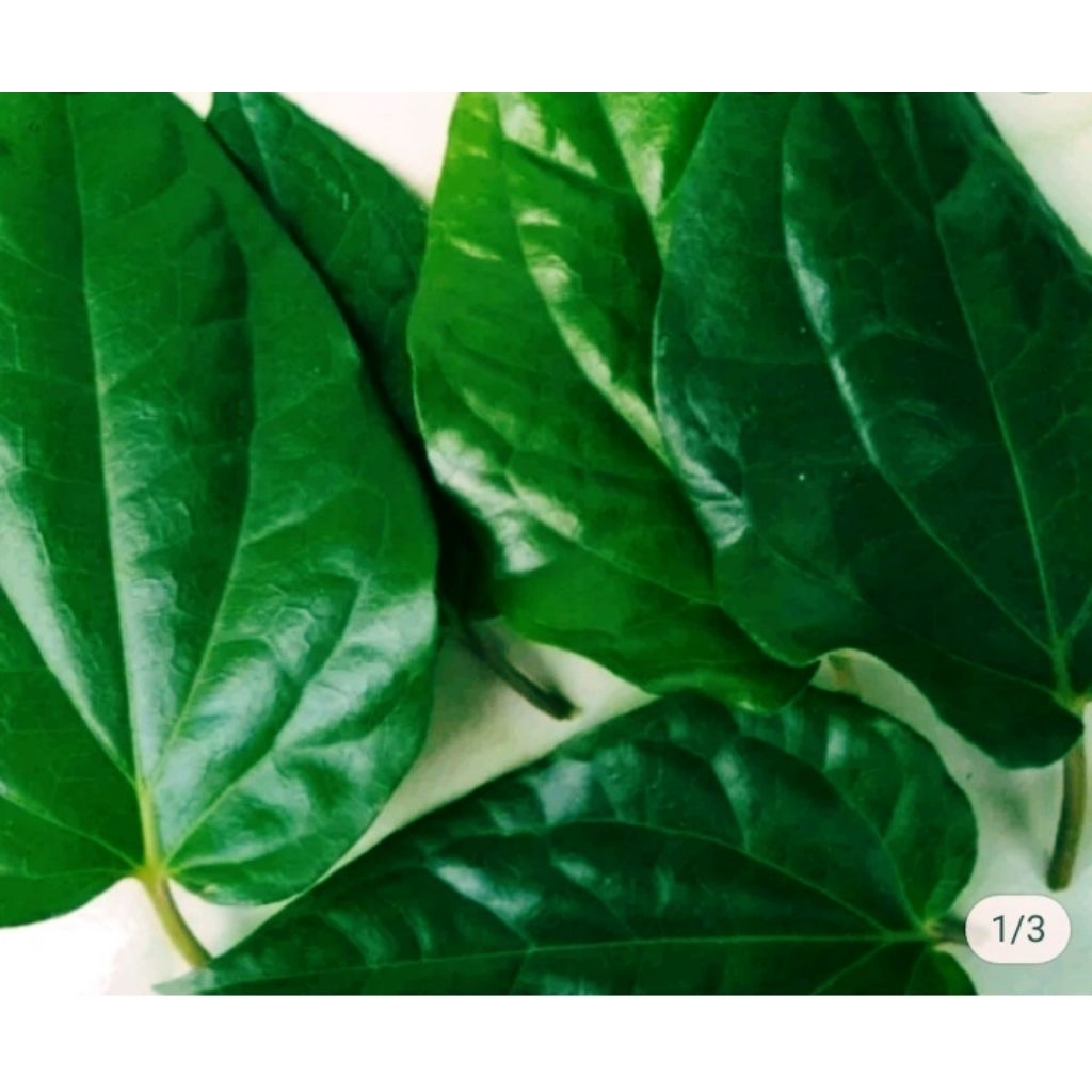 

daun sirih segar per 25 lembar