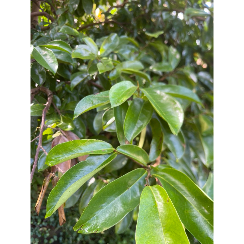 

Daun sirsak
