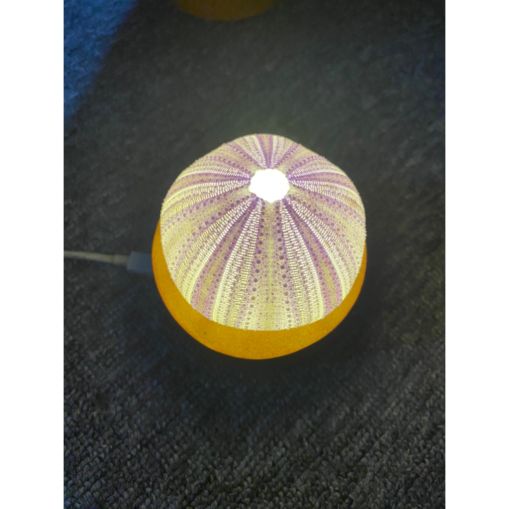 LAMPU unik dari cangkang BULU BABI/KERAJINAN