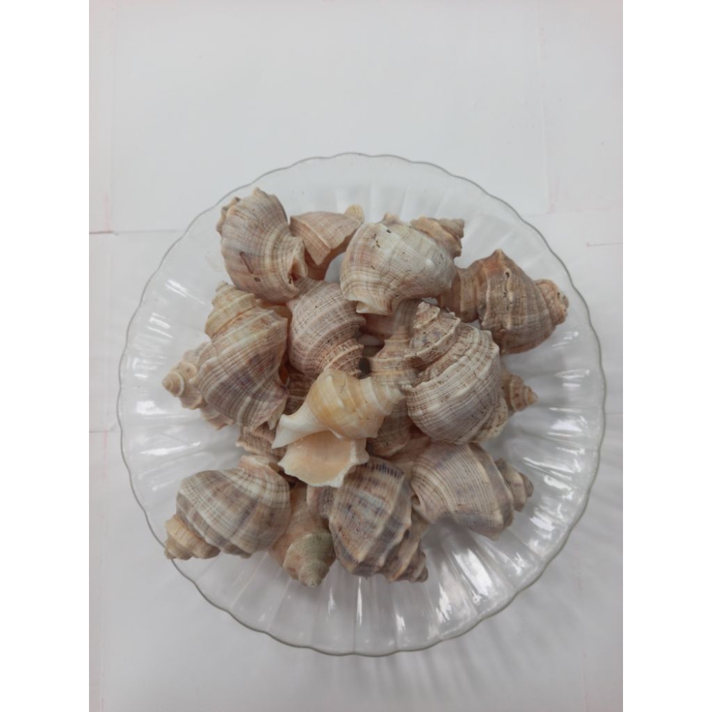 cangkang kelomang /cangkang duku /cangkang keong isi 30pcs besar