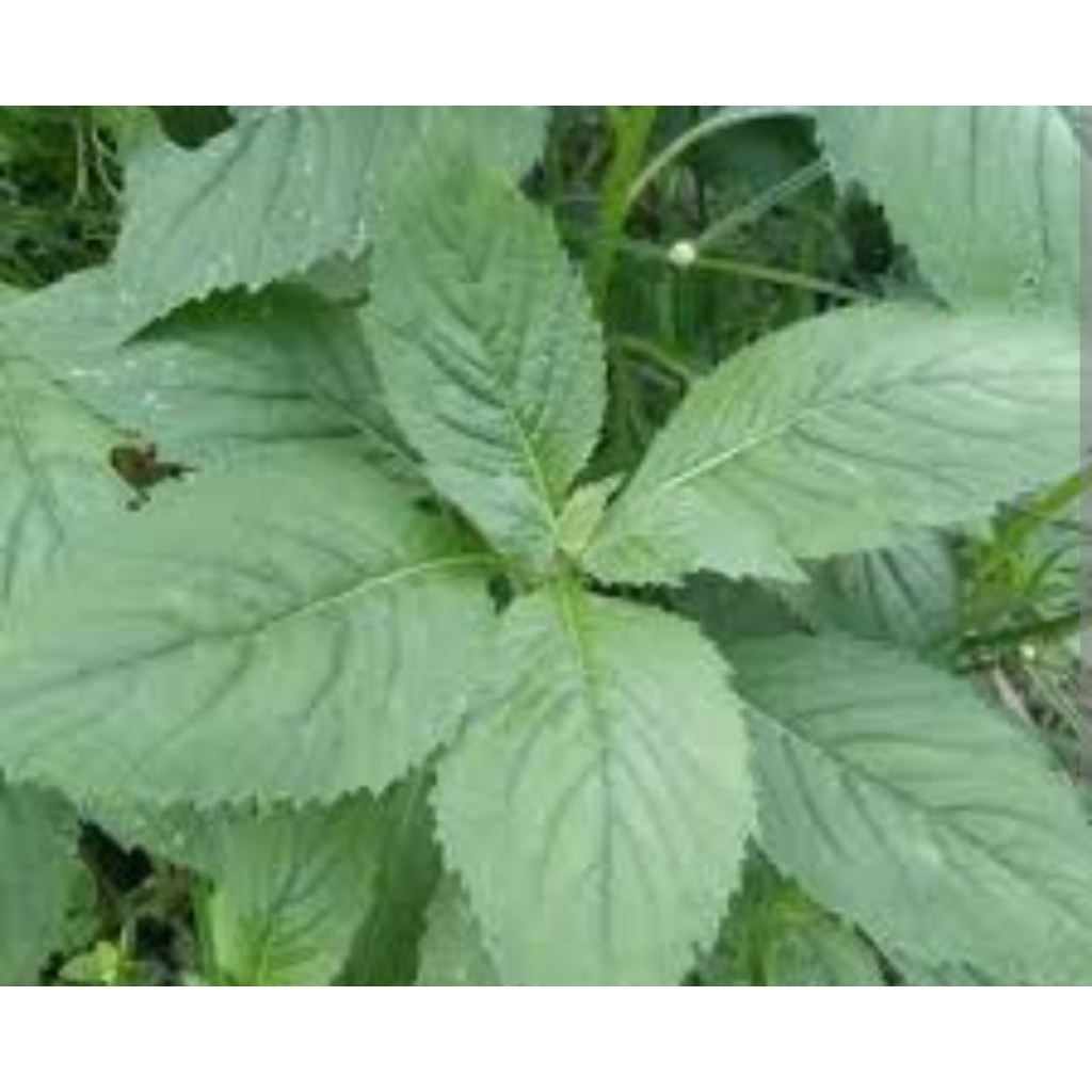 

daun sintrong segar 1 kg
