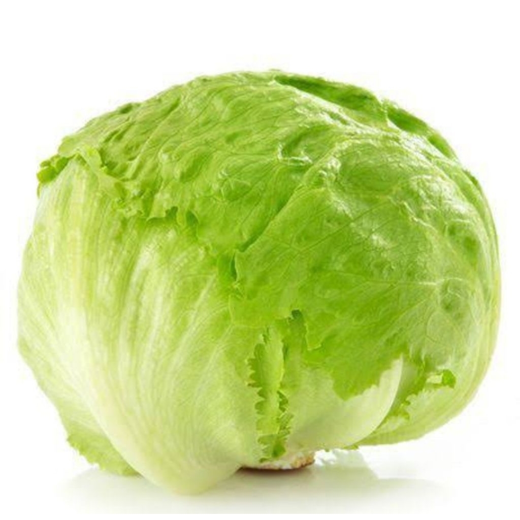 

Head Lettuce Fresh Segarr