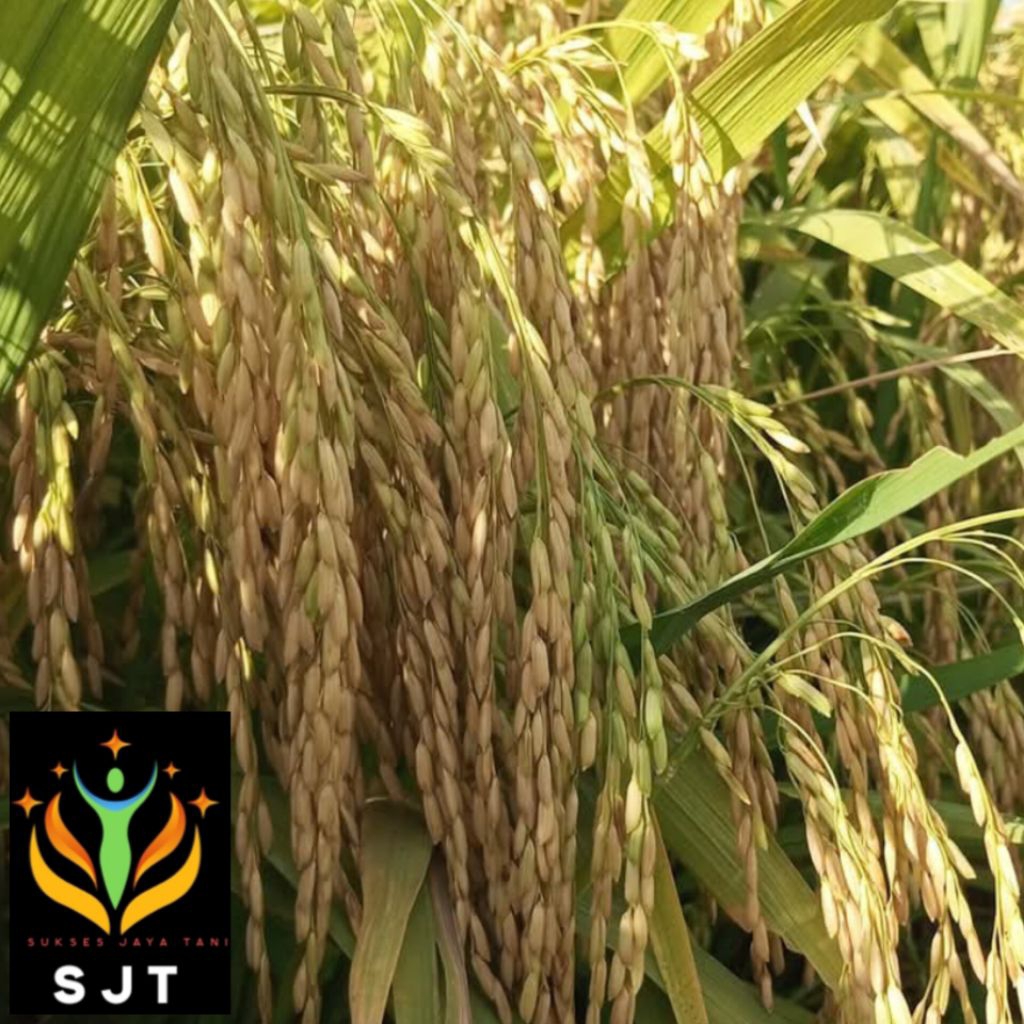 Bibit padi unggul kabir 07 kualitas super 5Kg