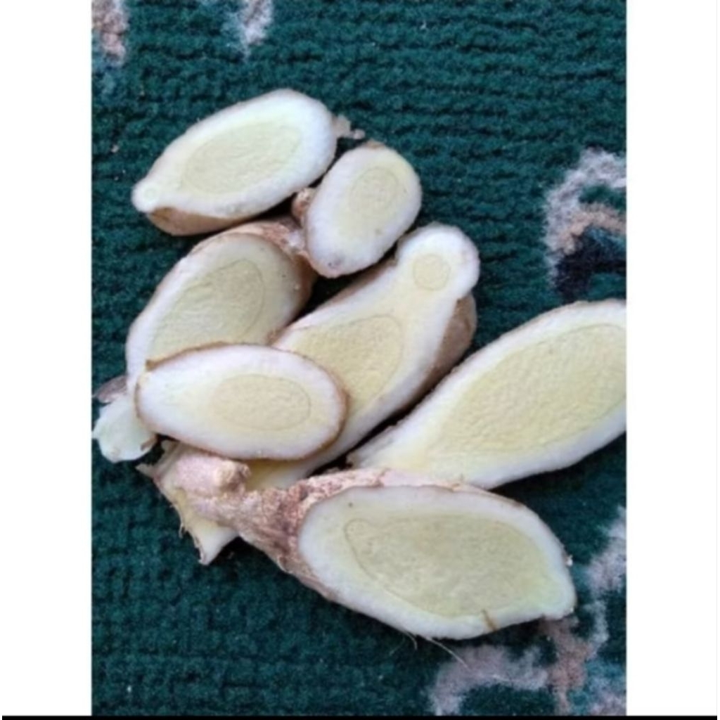 

kunyit putih/koneng bodas temu putih 1 kg