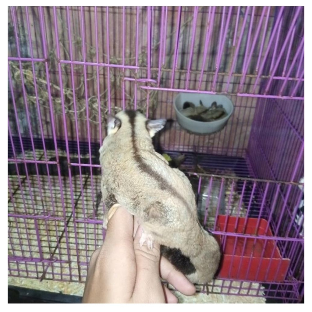 SUGAR GLIDER INDUKAN JANTAN/BETINA