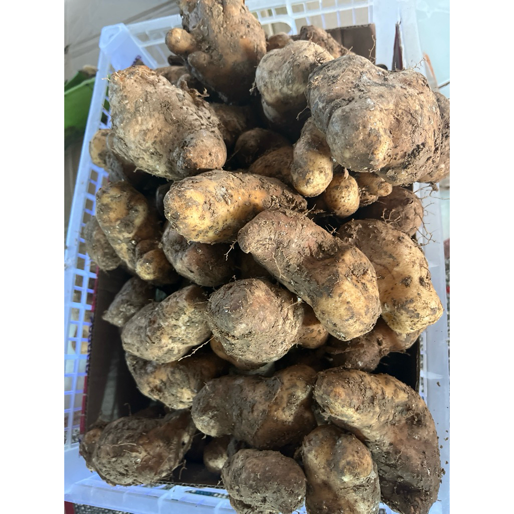

Gembili ketan muria 1kg