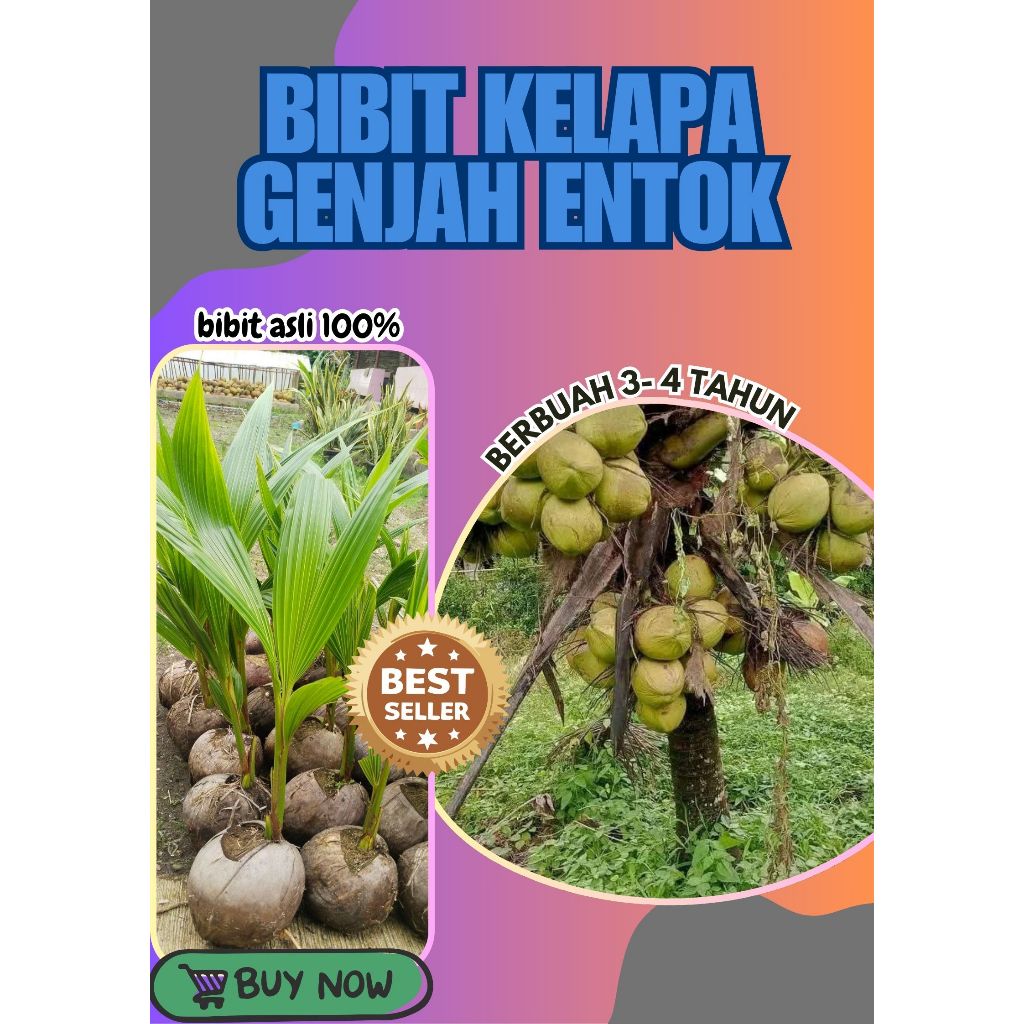 SUDAH DIKUPAS  Bibit Buah Kelapa Genjah Hibrida F1, Bibit Buah Kelapa Genjah Kebumen F1