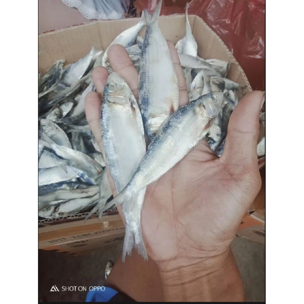 

ikan asin tembang cop 1kg