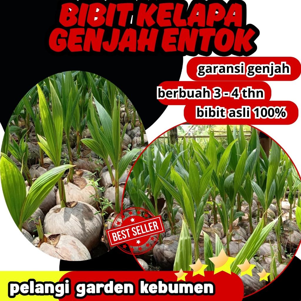 SUDAH DIKUPAS  Bibit Buah Kelapa Genjah Hibrida F1