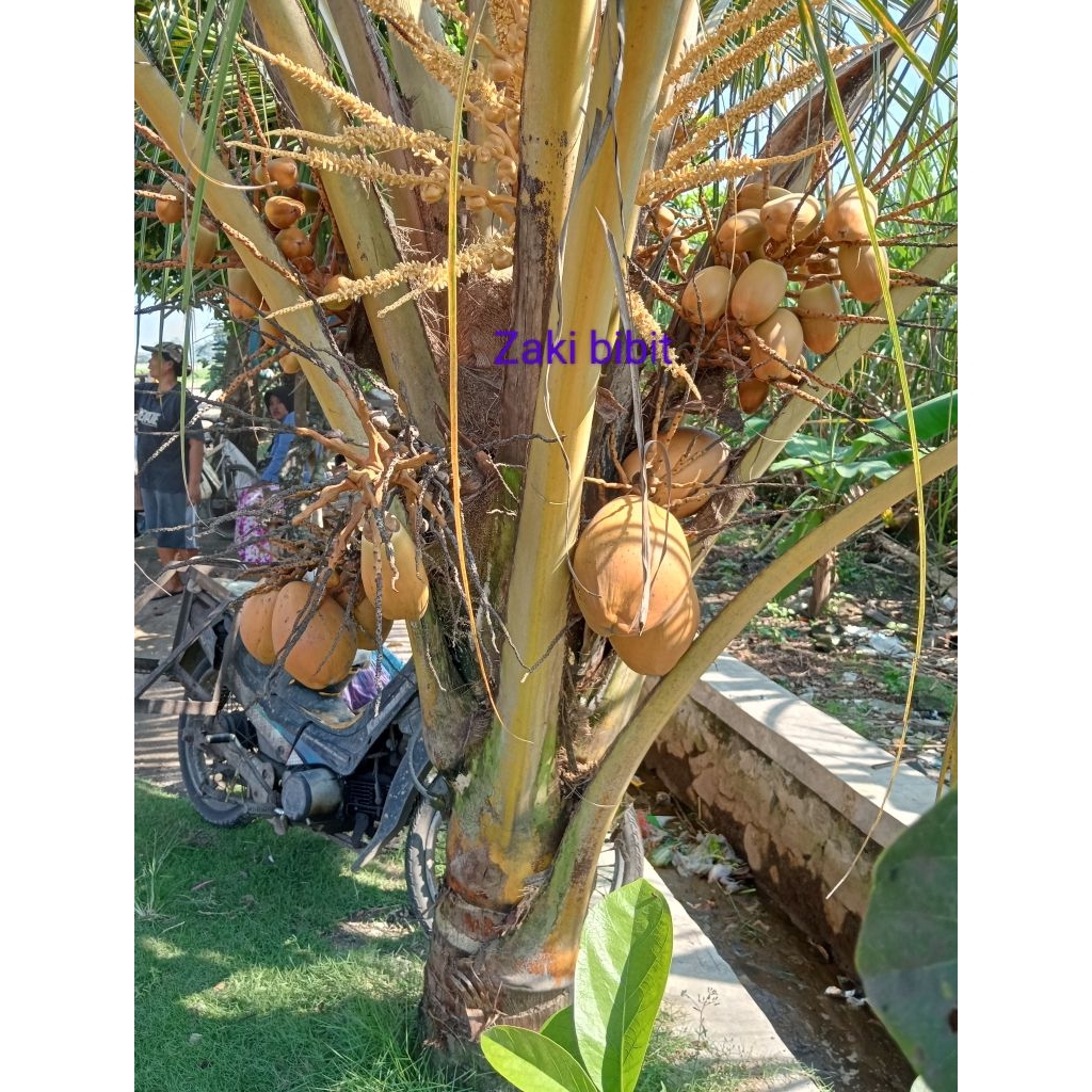 Bibit tanaman pohon kelapa gading pendek bisa berbuah