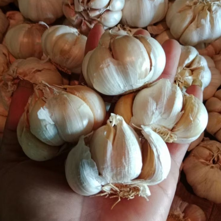 

Bawang putih super 1kg
