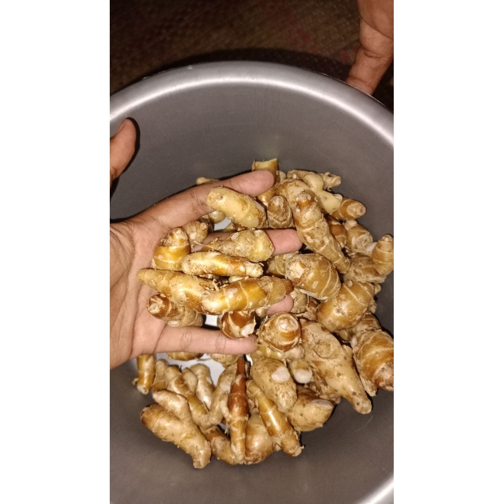 

Kencur Premium Bersih 1kg