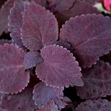 

Daun Jawer Kotok Merah ,Daun Miana Herbal Segar Fresh 10 Lembar Helai