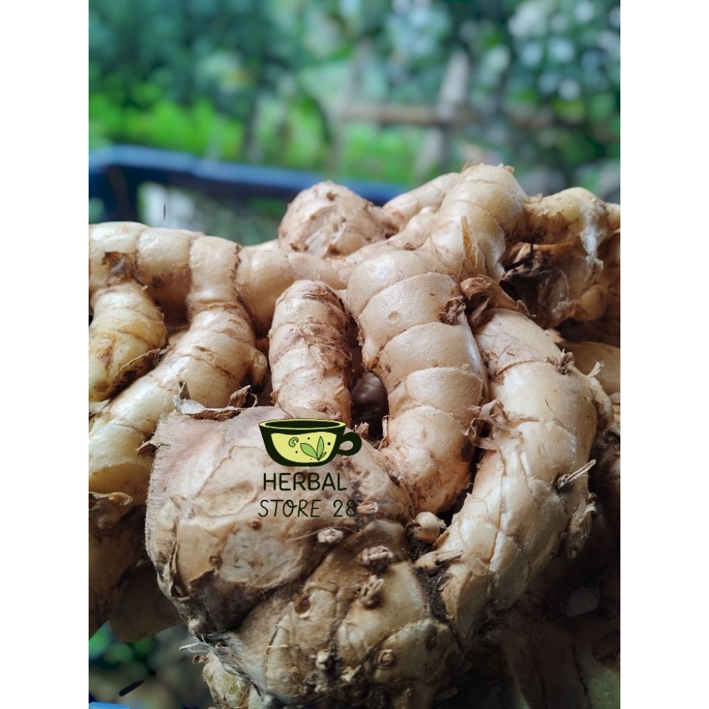 

kunyit putih segar pilihan 1000 gram, kunyit segar ,herbal alami Herbal Store 28