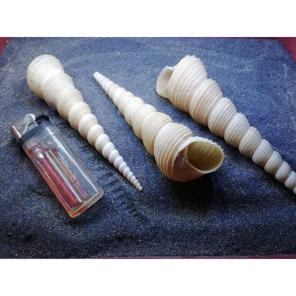 

cangkang kerang kerucut besar