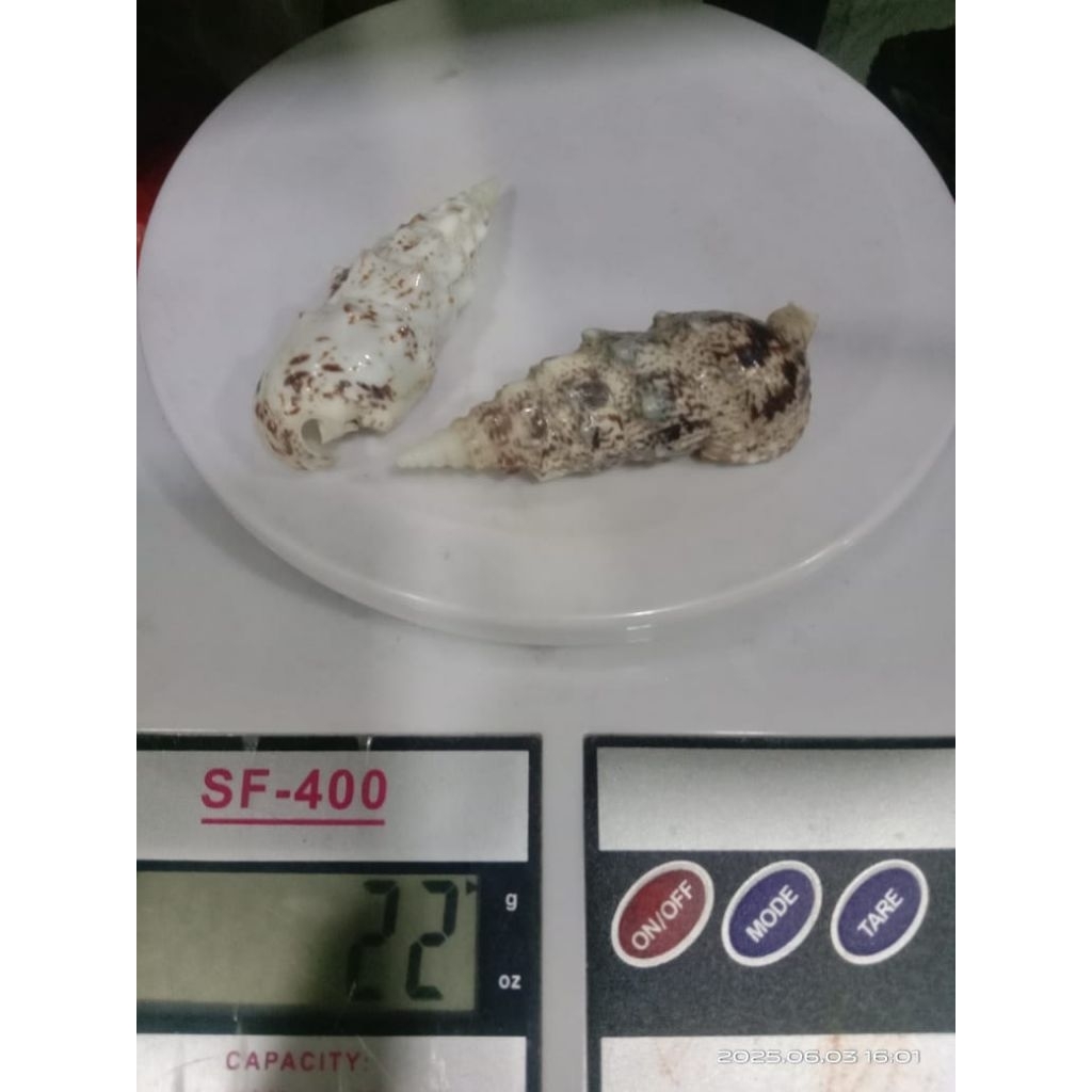 

cangkang kerang putri salju 100gr