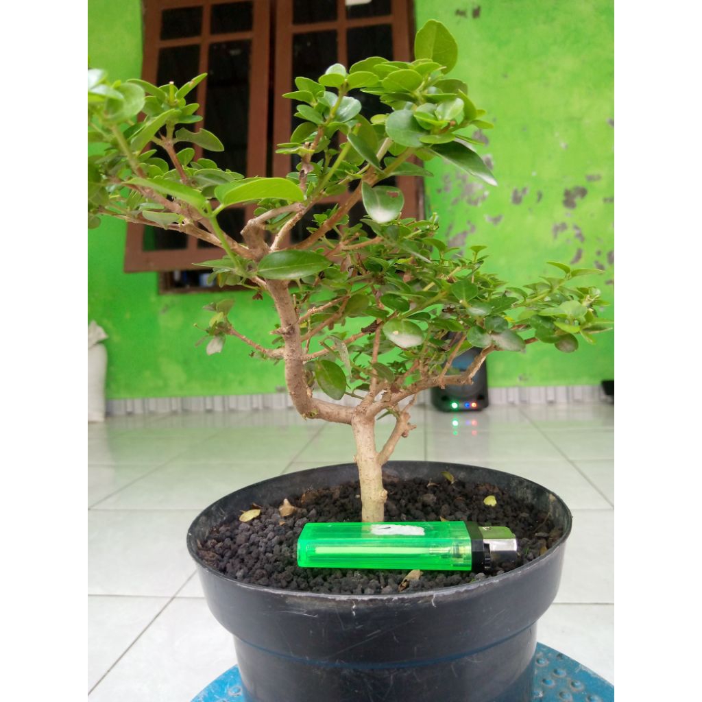 bonsai Sancang mini