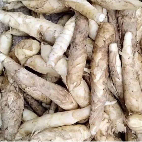 

umbi garut irut fresh segar belum kupas per10kg grosir herbal banyak manfaat