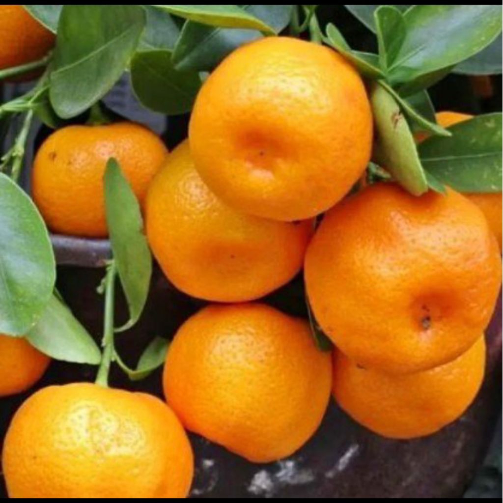 

jeruk manis 500gram