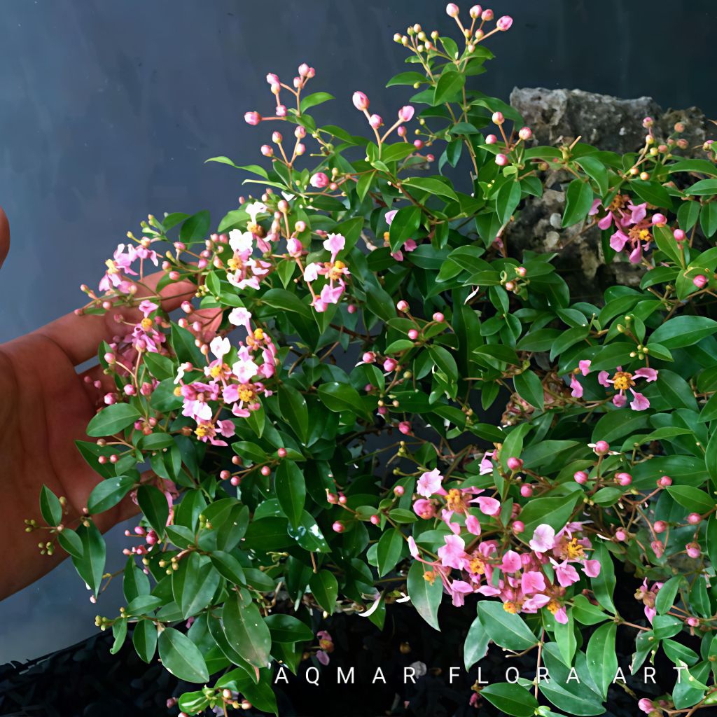 Bibit Tanaman Sakura micro (Cherry Blossom micro)