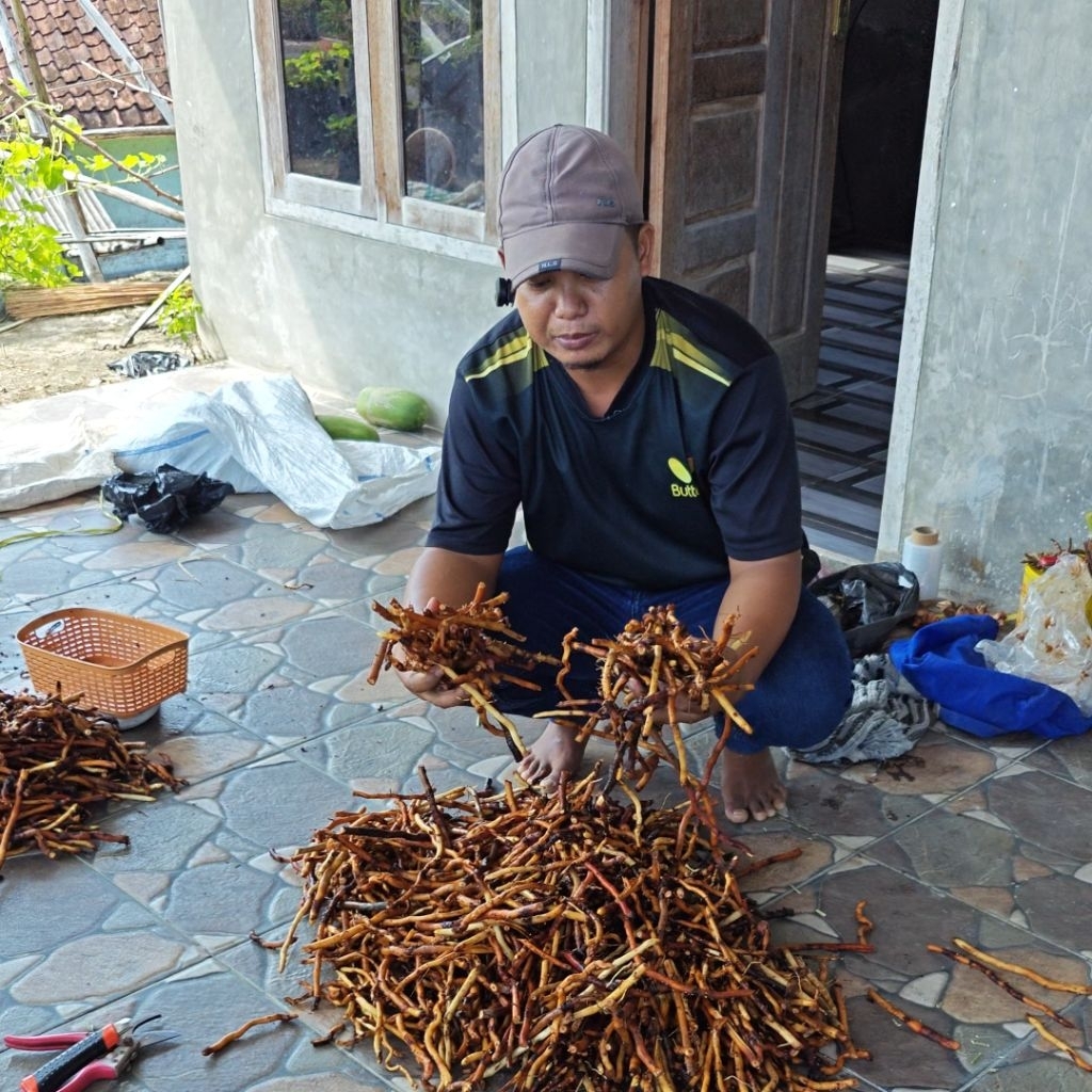 

AKAR KELAPA FRESH PREMIUM Bahan Herbal Alami untuk Berbagai Masalah Kesehatan