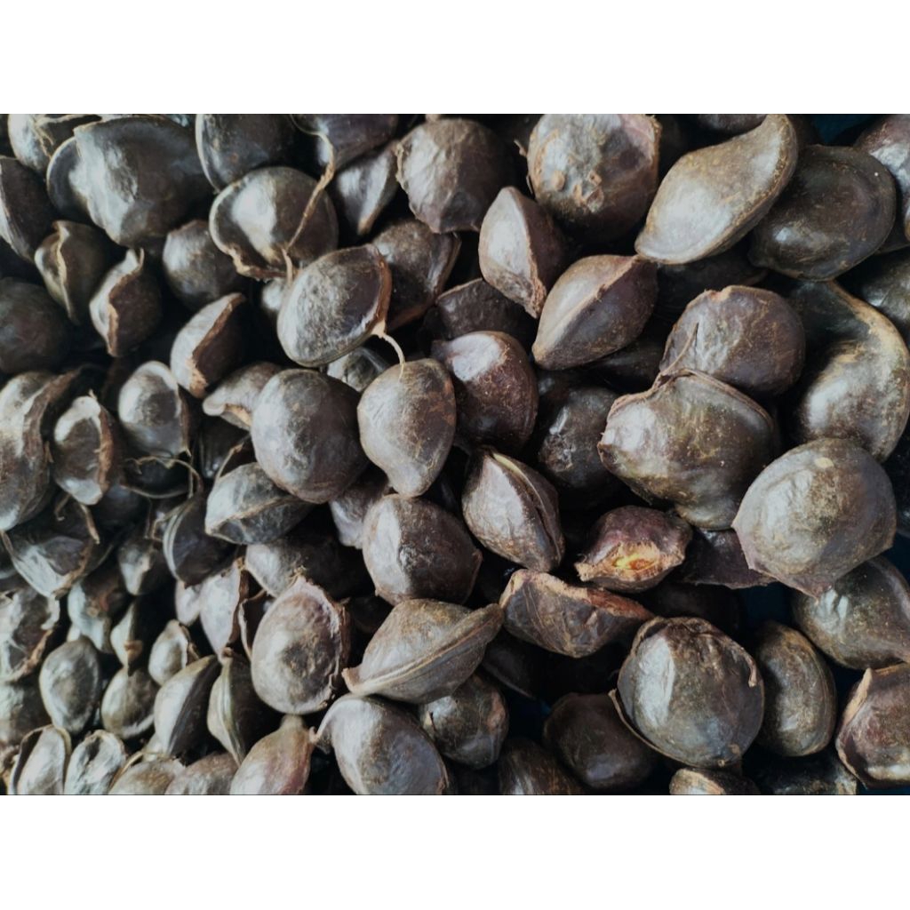 

jengkol kulit tua jengkol pres jengkol lalapan