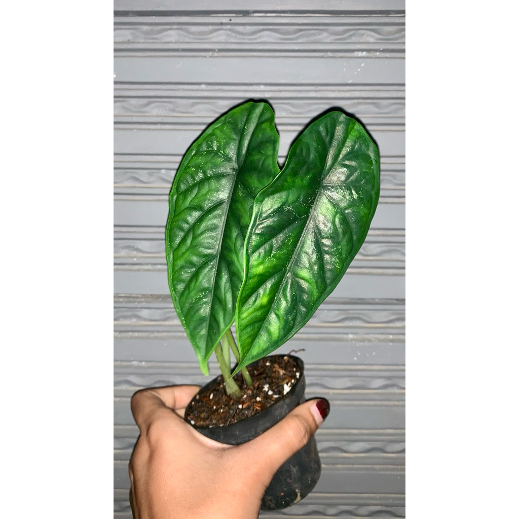 Alocasia Puncak Borneensis / Alokasia Puncak Borneo / Alocasia Puncak Borneo Remaja siap jadi Induka