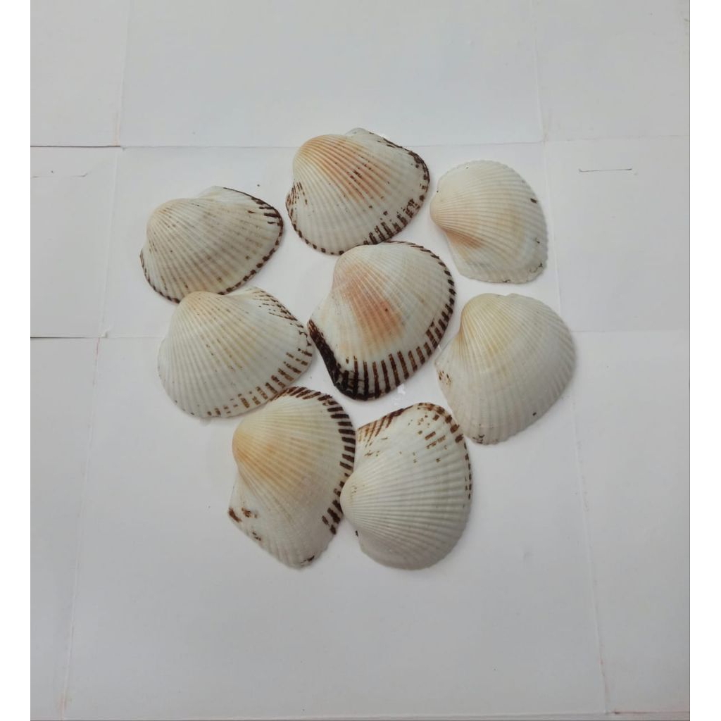 cangkang kerang dara jumbo/ cangkang tok tok/cangkang kelomang /cangkang keong isi 20pcs asli origin