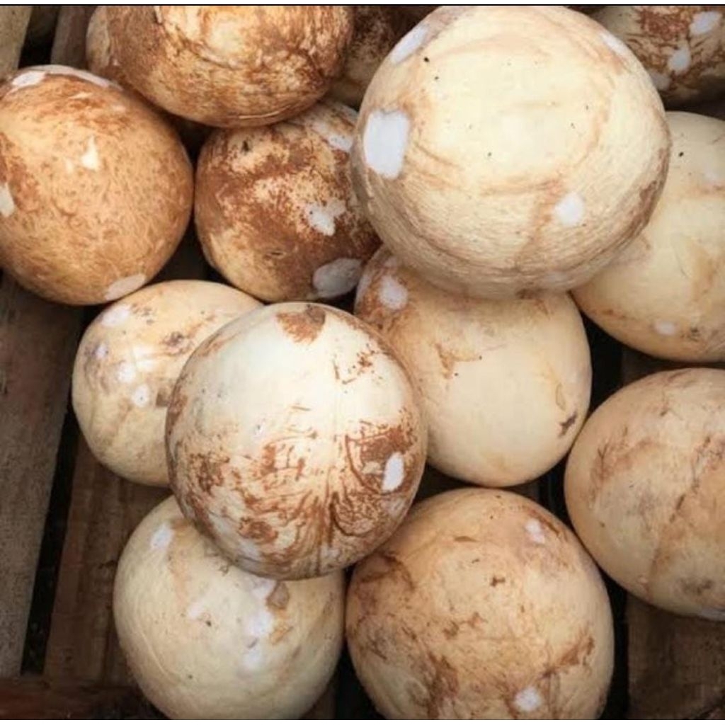 

BUAH KELAPA SEGAR, ORGANIK KUALITAS EXPORT