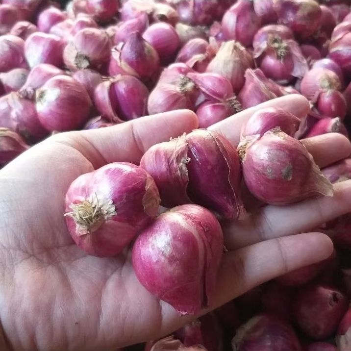 

Bawang merah tanggung kasar pentol kemasan 500gr