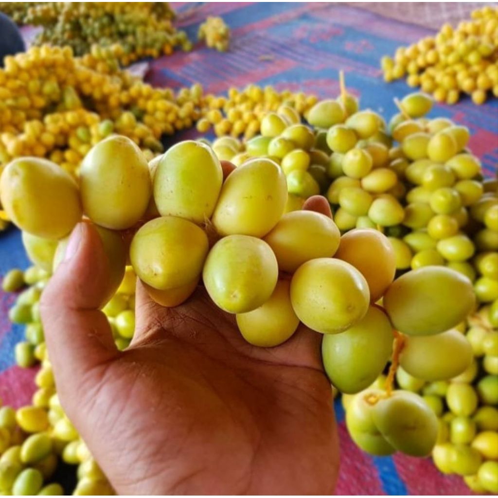 

Kurma muda fresh bukan beku per 250gr