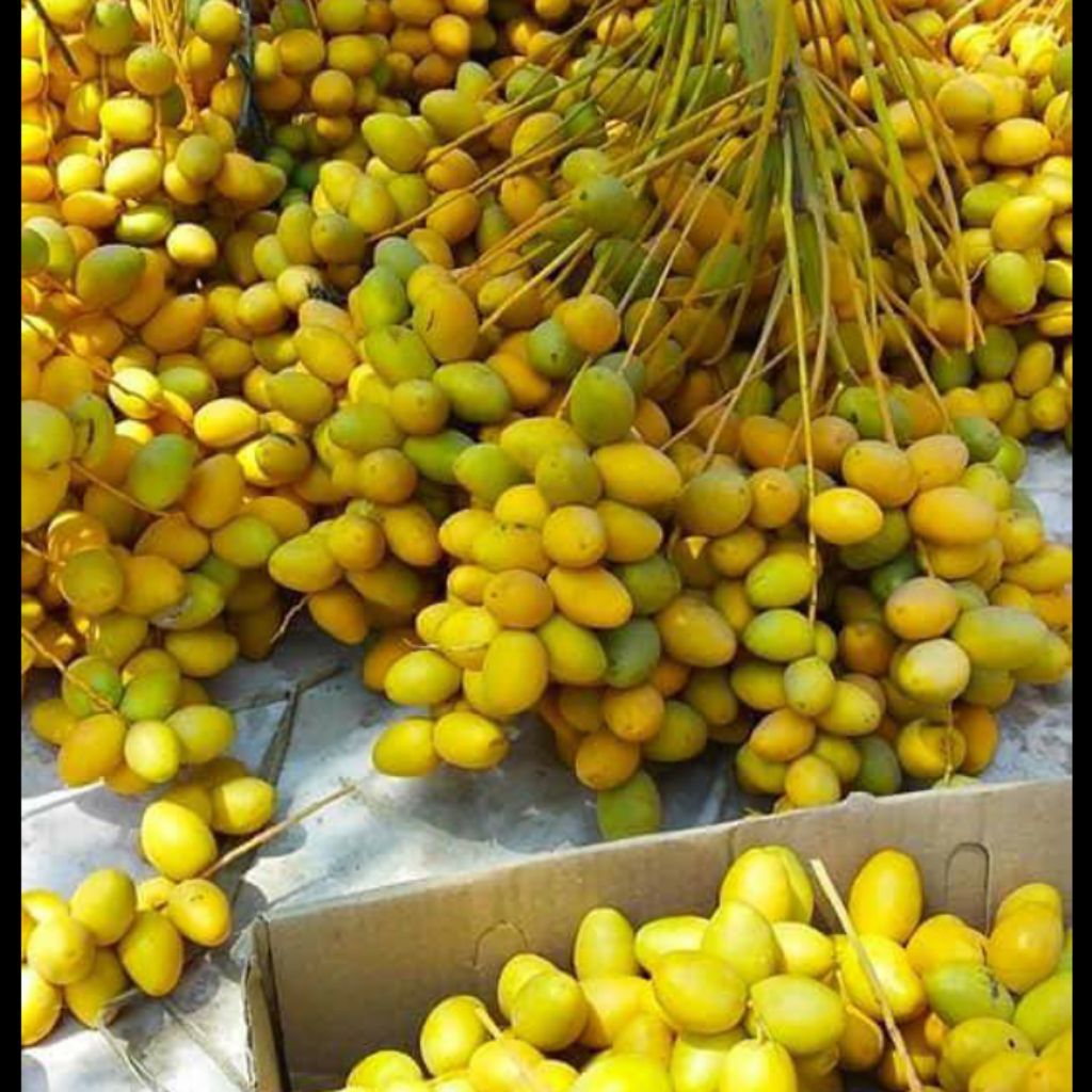 

Kurma muda segar fresh BUKAN BEKU per 500gr