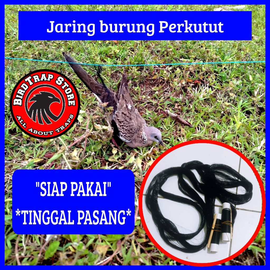Jaring burung perkutut 10m, jaring burung perkutut siap pakai tinggal pasang panjang 10 meter, jebak