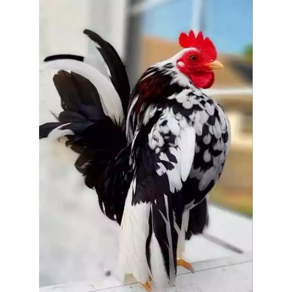 

Telur Tetas Ayam Hias Serama Blorok Fertil Buat ditetaskan