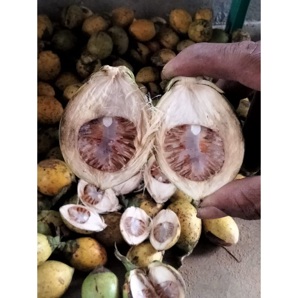 

baru buah pinang tua/buah Jambe tua per 1kg
