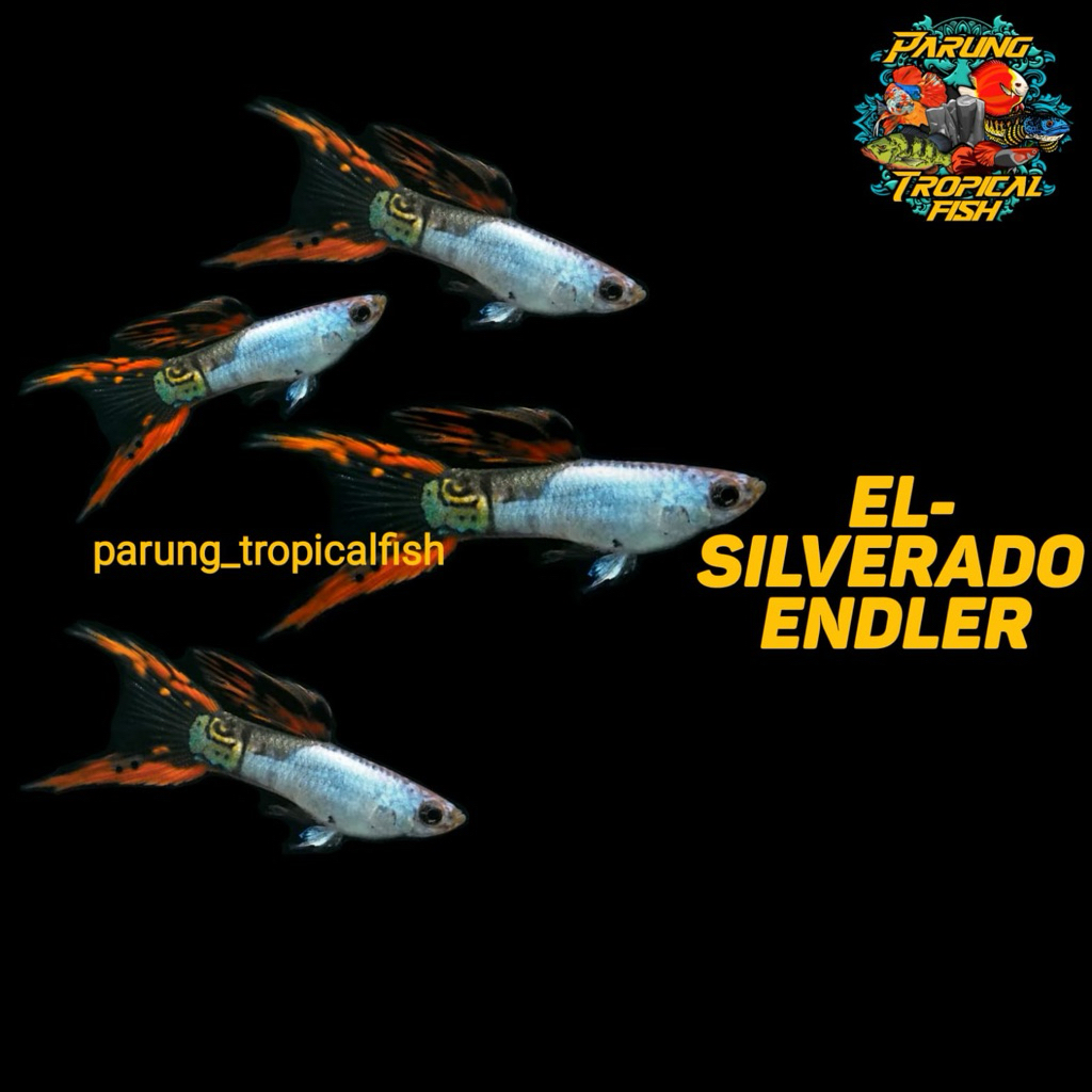 Pembersih Lantai El Silverado Endler