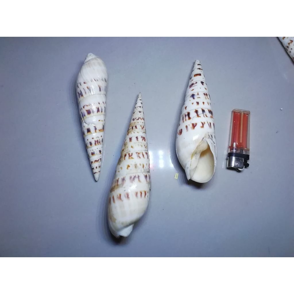 

cangkang kerang terebra/terebridae size +-140gr