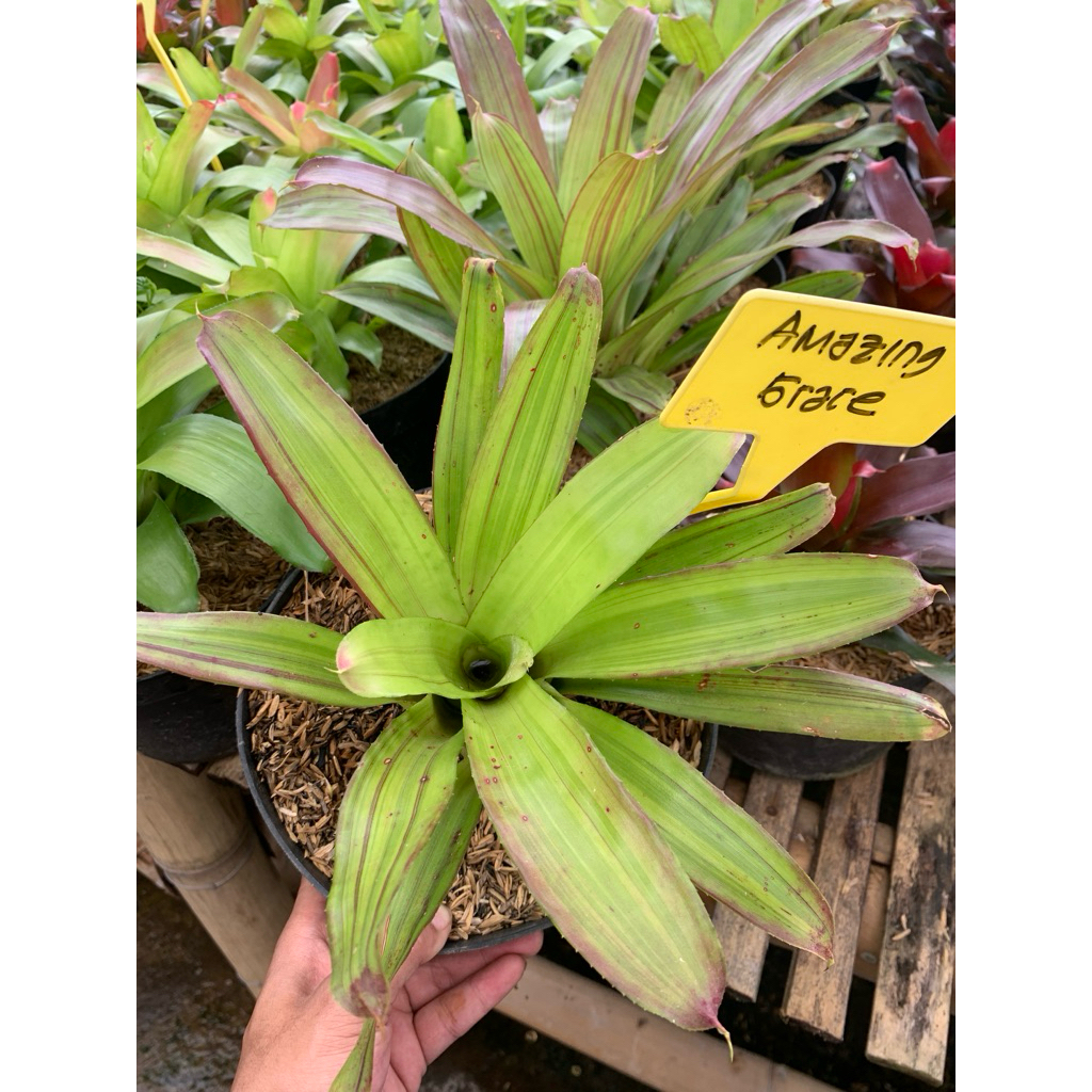 Tanaman Hias Bromelia amazing grace