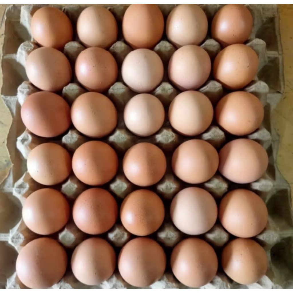 

Telur Ayam Eropa 1/2 Papan Dijamin Fresh