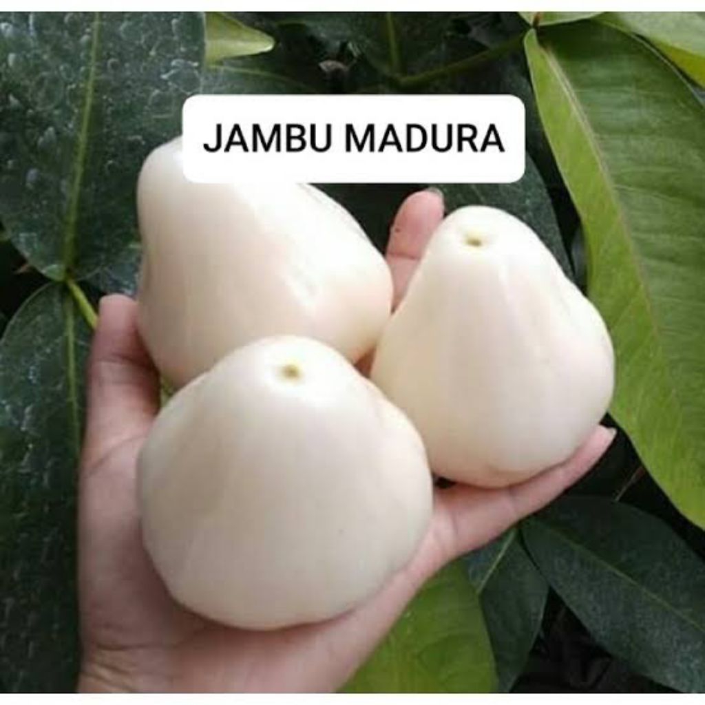 bibit jambu air madura | tinggi 1 meter | cangkok jambu air madura | full media | jambu air madura c