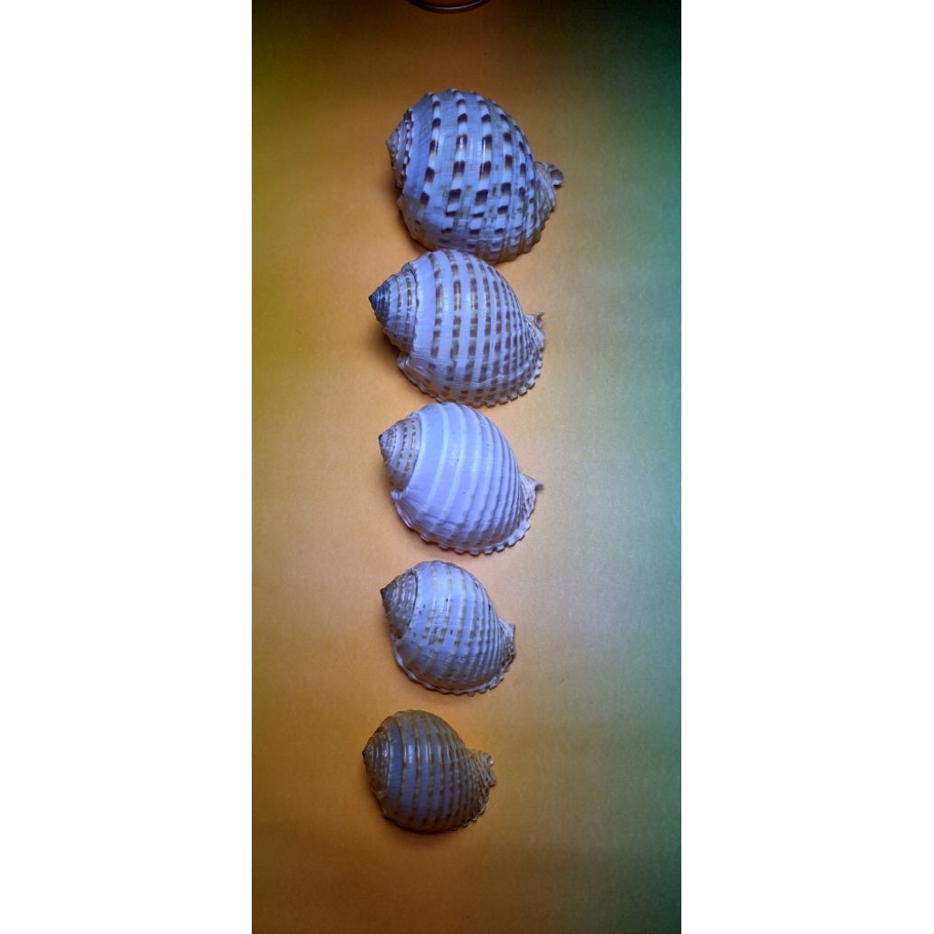 cangkang kelomang/ umang/rumah cadangan kelomang