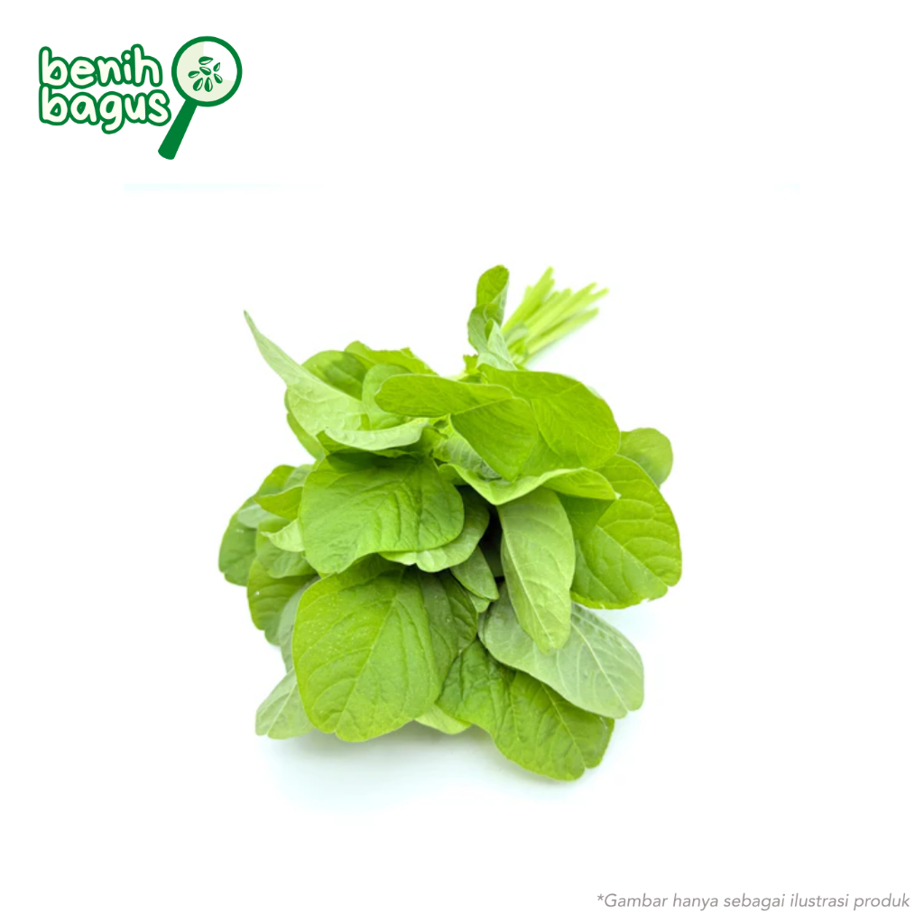 5000 Biji - Benih Bayam Hijau MAESTRO - Bayam hijau cabut