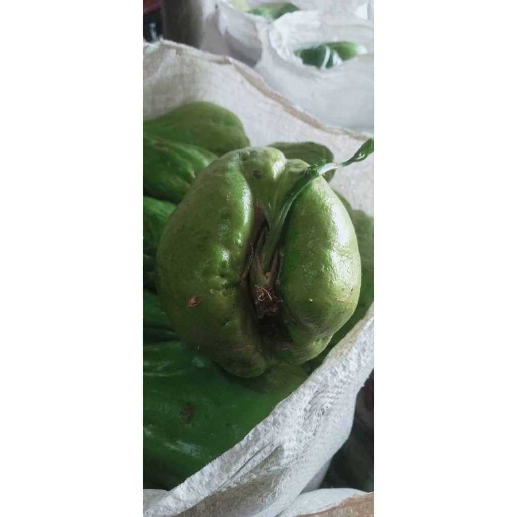

Benih Labu Siam Super Berkualitas