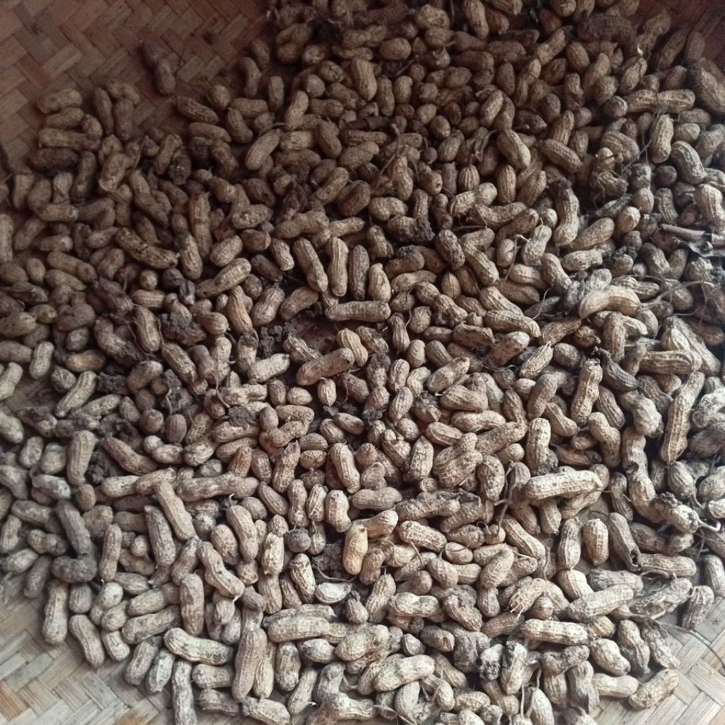 

Kacang Tanah/suuk/asli ukuran besar