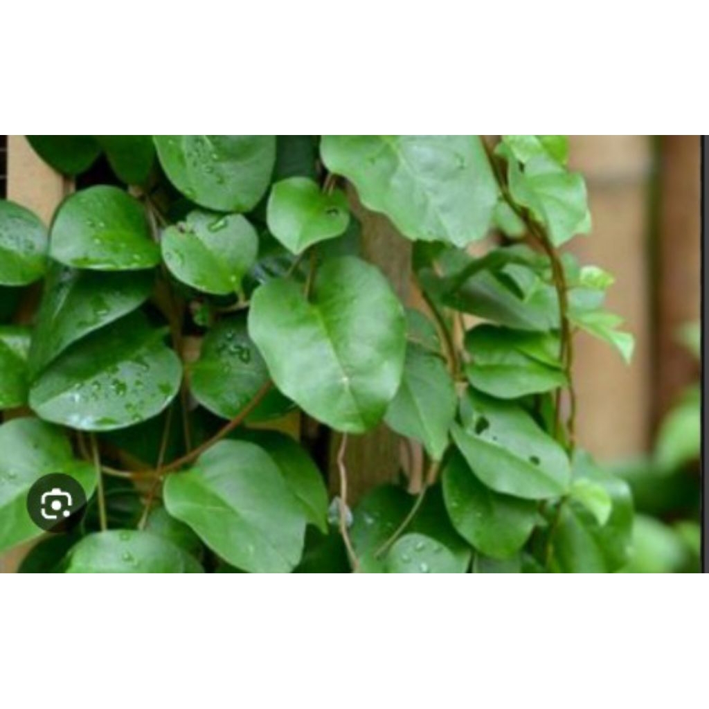 

binahong segar fres mantap murah/100 pcs