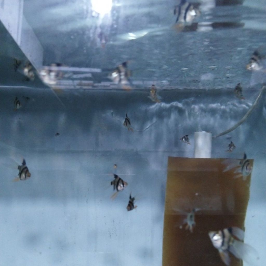 Sumatra barb Tiger balon slayer